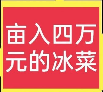 ​外观奇特的冰菜，为什么能卖十多块钱一斤？