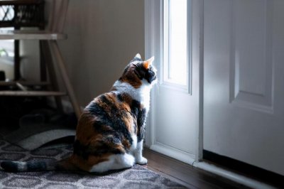 猫离家出走后还会想念主人吗?这也是我为什么养猫的原因