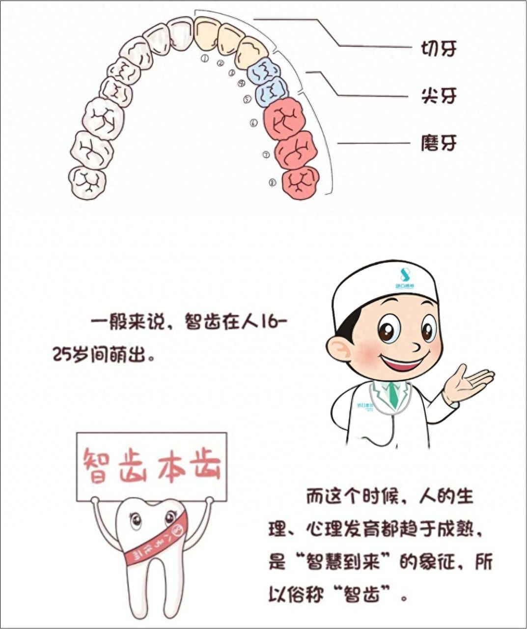 口腔常识手册之智齿，一组图带你了解智齿为什么疼
