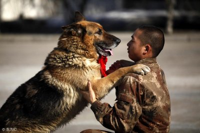 ​世界上的优质军犬犬种有哪些？军犬图鉴请收好！