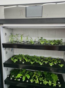 ​在家里种菜原来这么简单