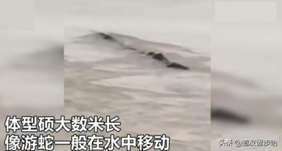 ​三峡坝区拍到神秘“龙形水怪”，长达数米逆流而上，龙真存在吗？