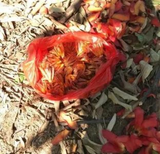​木棉花能吃吗？到底怎么吃