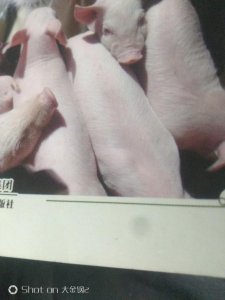 ​猪的配种方法方式