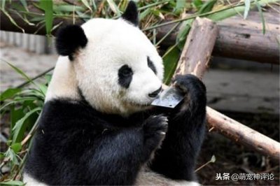 ​国宝级萌宠大熊猫居然玩菜刀，成都动物园工作人员遗忘园中惹众怒