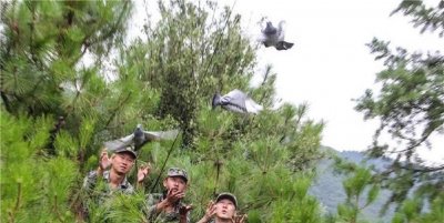 ​从《满江红》传信鸽到昆明军鸽队，破纪录幕后的育种秘密（上）