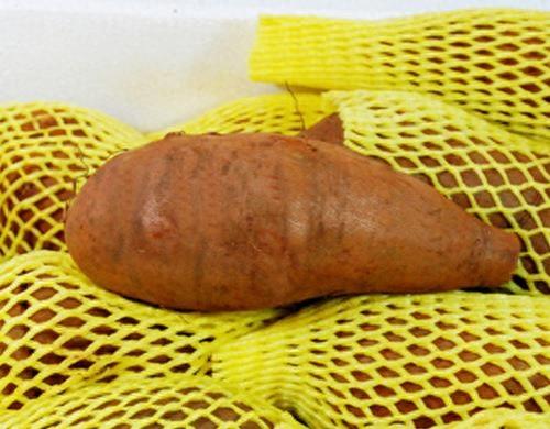 农村人都叫它菊薯,长的即像土豆又像凉薯
