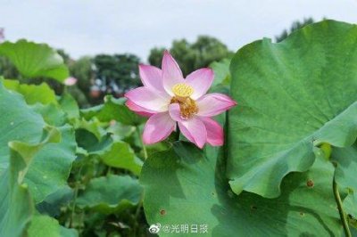 ​济南白云湖荷花绽放