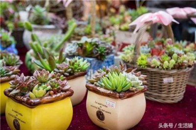 ​77种景天科多肉植物，让你大饱眼福