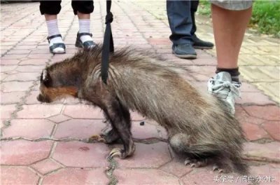 ​阆中市民花钱买下的“怪兽” 竟然是野生猪獾