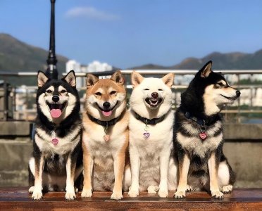 ​全球十大名犬排名，汪星人速来报到！