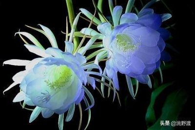 ​上联：昙花一现言真我，邀对下联