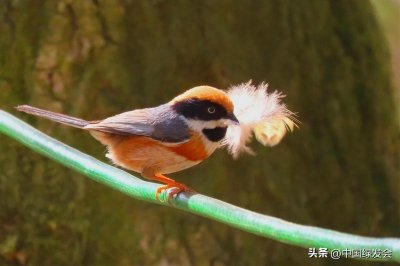 ​鸟中“小老虎”：红头长尾山雀 - 绿会保护地科普