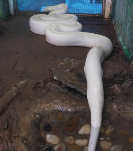 ​雷峰塔下真的有白娘子吗？专家推开地宫后，原来真的有一白蛇窝