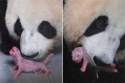 ​大熊猫首次在韩国产下健康幼崽，三到四年后会返回故乡