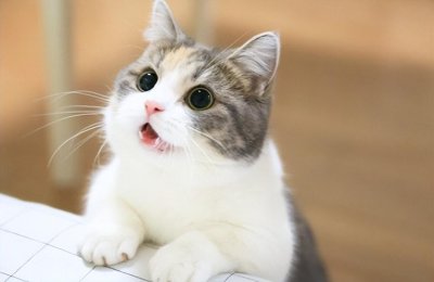 ​老人常说的“旺财、旺家猫”，一般有6种特征，养到就赚到了
