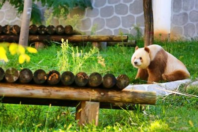 ​陕西熊猫“七仔”海外走红 外国网友：原来熊猫真的能拍“彩色”照片