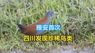 ​四川火了！雅安首次发现国家二级动物棕背田鸡，红色虹膜极为特别