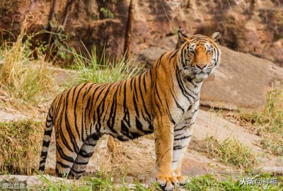 ​孟加拉虎Bengal Tiger