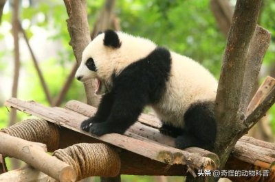 ​盘点每个国家的国宝动物！美国的国宝动物真的太霸气了！
