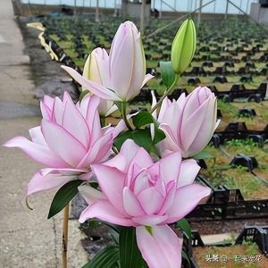 ​分享一款重瓣百合花，名字高级颜值高，花开一茬接一茬，值得拥有