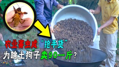 ​农村常见的蝼蛄，现在90一斤供不应求还少见！它怎么变抢手货了？