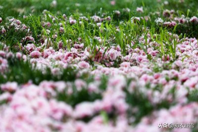 ​后主李煜词读：别来春半，砌下落梅如雪乱