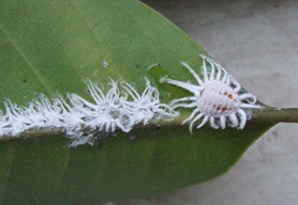 大开眼界:10大动物界中的雌雄同体生物!