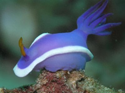 ​大开眼界：10大动物界中的雌雄同体生物！