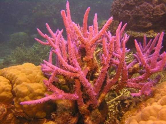 大开眼界:10大动物界中的雌雄同体生物!