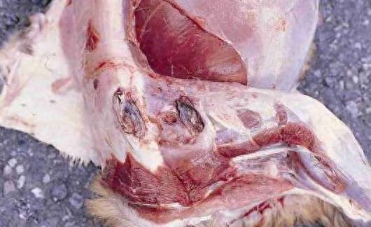 大开眼界:10大动物界中的雌雄同体生物!