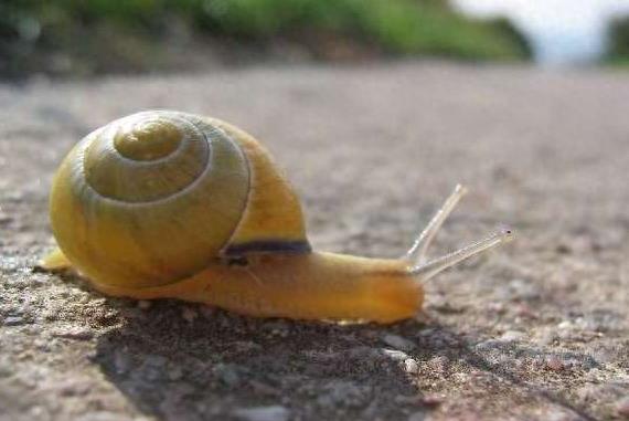 大开眼界:10大动物界中的雌雄同体生物!