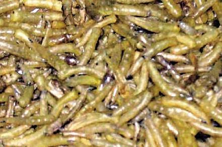 大开眼界:10大动物界中的雌雄同体生物!
