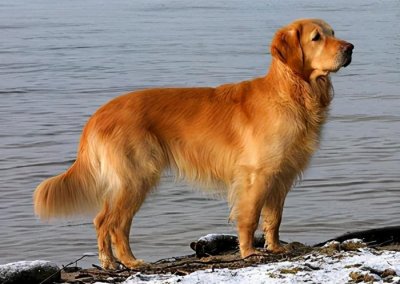 ​名犬图片集