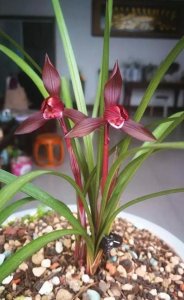 ​这3款兰花，是云南兰花界的“骄傲”，花色艳丽夺目，性价比极高