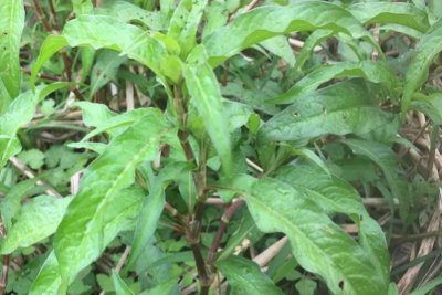 ​农村一种植物“辣蓼草”，古代人们做酒曲的原料之一，你认识吗