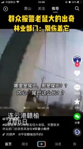​长这么大才知道水老鼠是国家一级保护动物