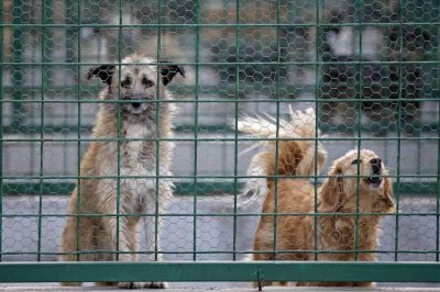 ​美国一送货男惨遭2犬围攻 陈尸民宅草坪