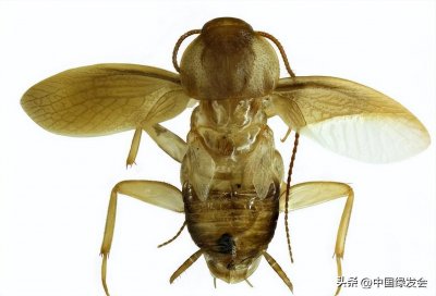 ​从拉丁蠊属蜚蠊种，谈如何防范外来入侵种？