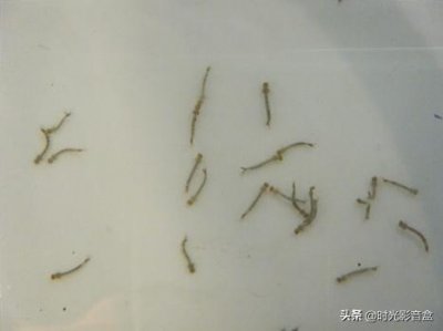 ​“孑孓”二字什么意思？怎么读？看这里涨知识