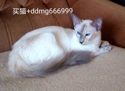 ​巴厘猫多少钱一只，巴厘猫价格