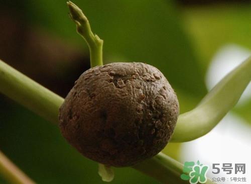 儿童可以吃何首乌吗?小孩吃何首乌好吗