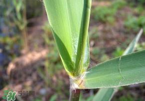芦苇叶怎么保存？芦苇叶可以放冰箱吗？