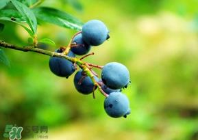蓝莓一天吃多少为宜?蓝莓每天吃多少合适? 蓝莓一天吃多少为宜?蓝莓每天吃多少合适?