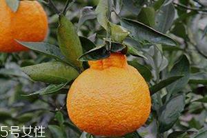 丑柑是凉性还是热性 丑柑什么人不能吃 丑柑是凉性还是热性 丑柑什么人不能吃