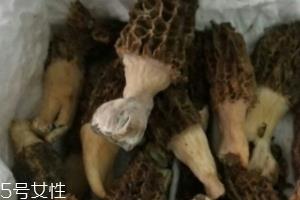 羊肚菌是怎么长出来的? 羊肚菌是怎么长出来的?