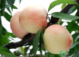 水蜜桃可以放冰箱吗?水蜜桃放冰箱能放多久? 水蜜桃可以放冰箱吗?水蜜桃放冰箱能放多久?
