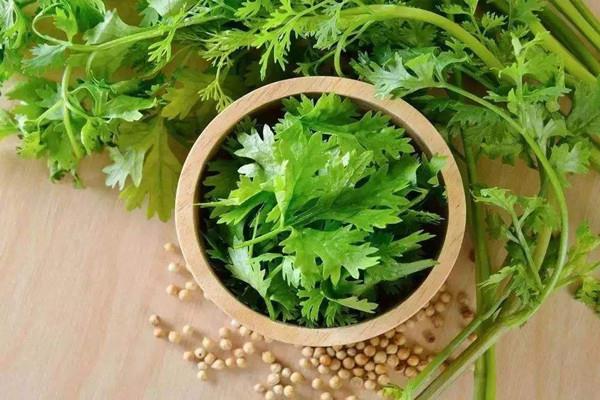 香菜可以放冰箱吗 香菜放冰箱能放多久 香菜可以放冰箱吗 香菜放冰箱能放多久