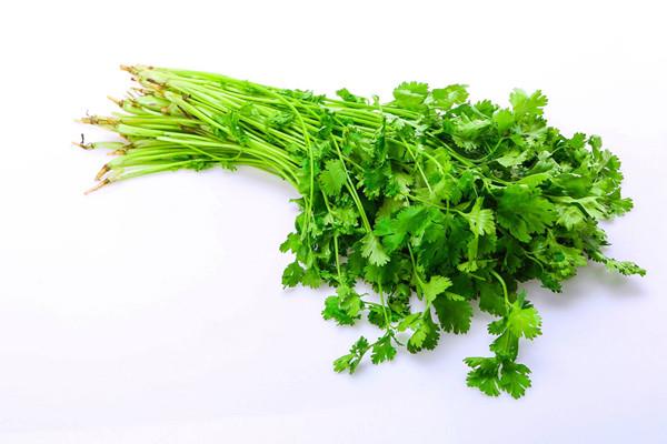 香菜可以放冰箱吗 香菜放冰箱能放多久 香菜可以放冰箱吗 香菜放冰箱能放多久