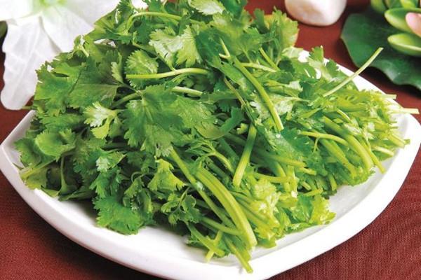 香菜可以放冰箱吗 香菜放冰箱能放多久 香菜可以放冰箱吗 香菜放冰箱能放多久
